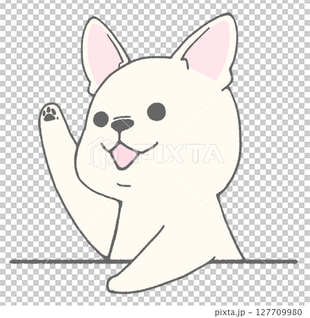 French bulldog (white) raising hand 127709980