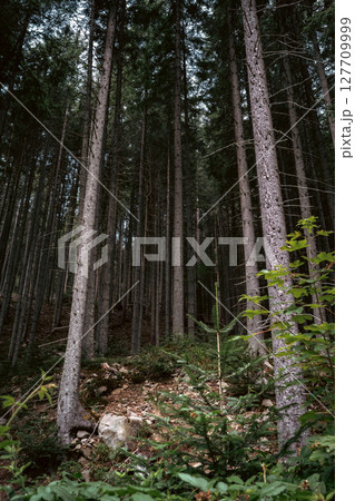 Tall Trees Standing in a Quiet Forest 127709999