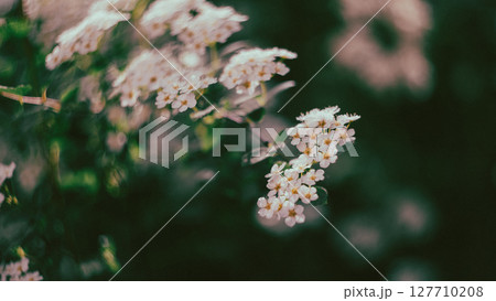 White blossoms stand out in sharp detail against a blurred background White blossoms stand out in sharp detail against a blurred background 127710208