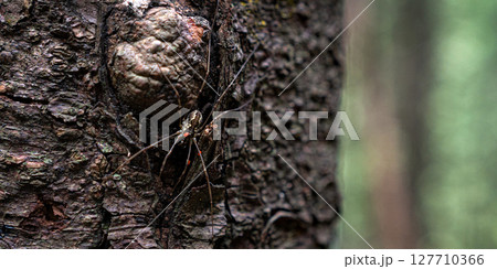 A spider rests on the rough bark of a tree, blending into the natural textures around it. 127710366