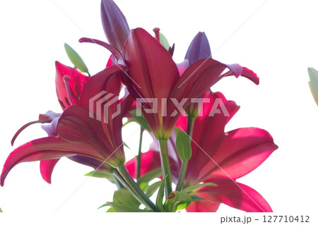 赤いユリの花 127710412
