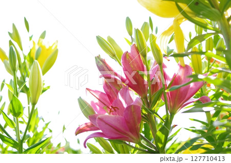 ユリの花 127710413