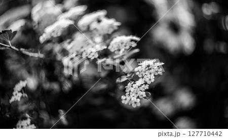 White Blossoms Captured in Black and White 127710442