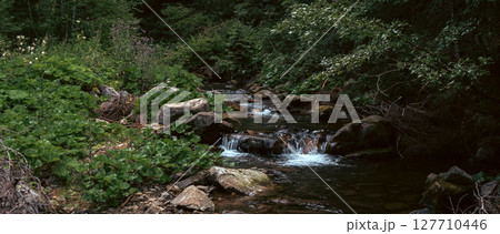 The stream carves a path throug the forest, cascading over stones and creating a peaceful atmosphere 127710446