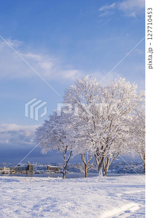 湖畔の雪景色　東郷池周辺 127710453