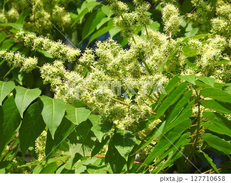 満開となった「ニワウルシ」の雄花 127710658