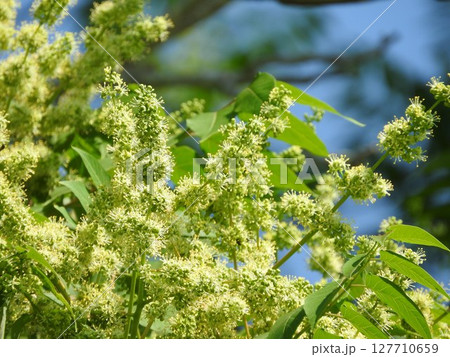 満開となった「ニワウルシ」の雄花 満開となった「ニワウルシ」の雄花 127710659