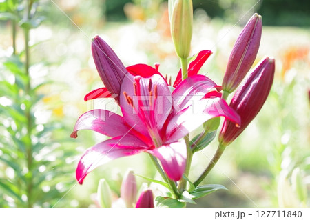 赤いユリの花 127711840