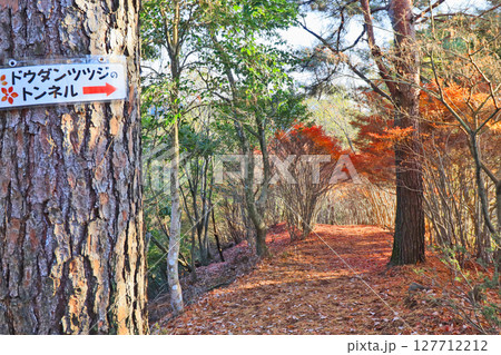 福岡県添田町の岩石山登山道にあるドウダンツツジのトンネル 福岡県添田町の岩石山登山道にあるドウダンツツジのトンネル 127712212