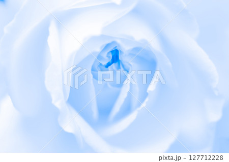 バラ・花びら 背景素材 バラ・花びら 背景素材 127712228
