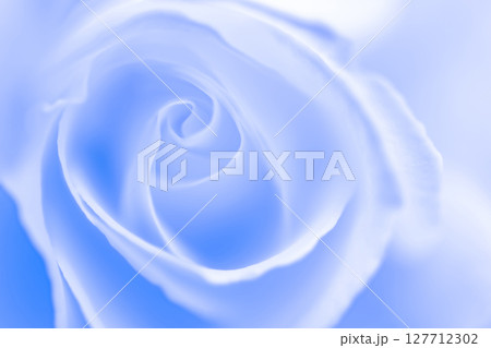 バラ・花びら 背景素材 127712302