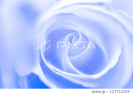 バラ・花びら 背景素材 127712303