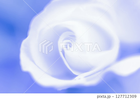 バラ・花びら 背景素材 127712309