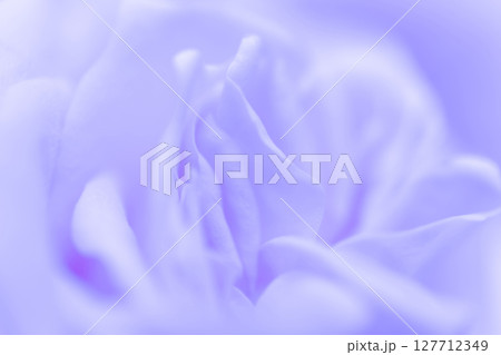 バラ・花びら 背景素材 127712349