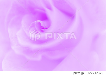 バラ・花びら 背景素材 127712375