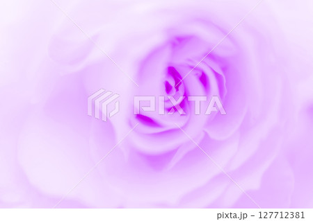 バラ・花びら 背景素材 バラ・花びら 背景素材 127712381