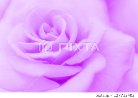 バラ・花びら 背景素材 127712402