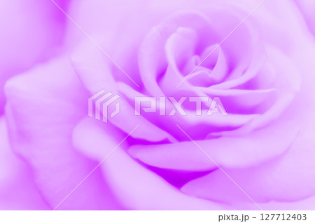 バラ・花びら 背景素材 バラ・花びら 背景素材 127712403