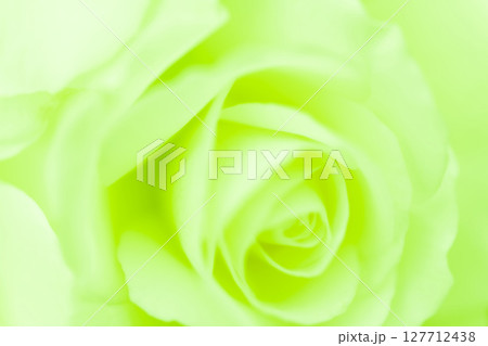 バラ・花びら 背景素材 バラ・花びら 背景素材 127712438