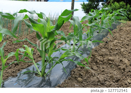 春の畑の若いトウモロコシの苗 127712541
