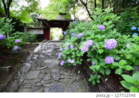 本光寺の紫陽花と石畳 127712548