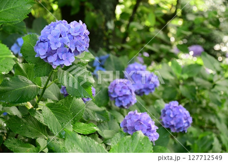 本光寺の紫陽花と石畳 本光寺の紫陽花と石畳 127712549