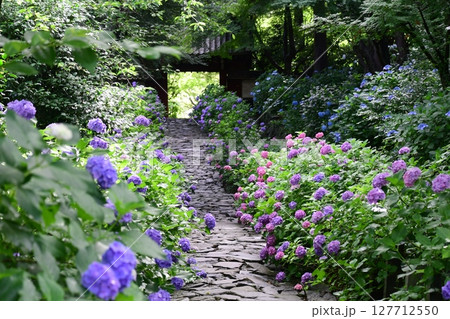 本光寺の紫陽花と石畳 本光寺の紫陽花と石畳 127712550