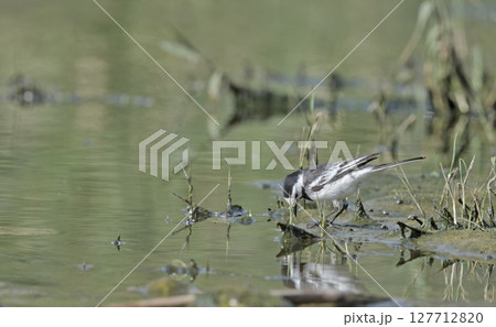 White wagtail (Motacilla alba), Greece White wagtail (Motacilla alba), Greece 127712820