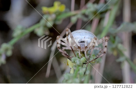 Argiope lobata is a species of spider belonging to the family Araneidae, Crete Argiope lobata is a species of spider belonging to the family Araneidae, Crete 127712822