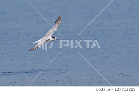 Common Tern (Sterna hirundo), Greece 127712829