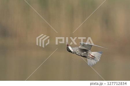 Whiskered tern - Chlidonias hybridus, Crete Whiskered tern - Chlidonias hybridus, Crete 127712834
