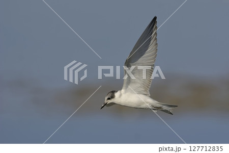 Whiskered tern - Chlidonias hybridus, Crete Whiskered tern - Chlidonias hybridus, Crete 127712835