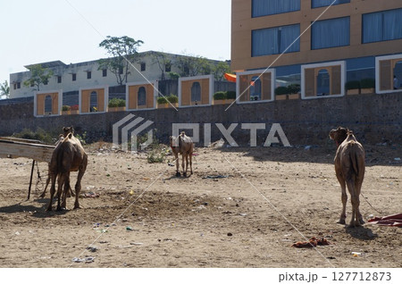 インドのラクダ インドのラクダ 127712873