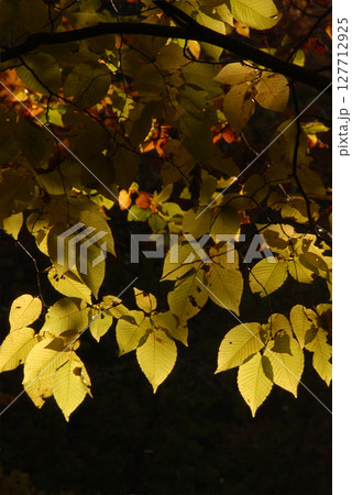 Transmitted lights of autumn leaves 透過光で見る黄葉(紅葉見頃) Transmitted lights of autumn leaves 透過光で見る黄葉(紅葉見頃) 127712925