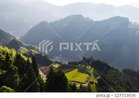 天空の茶畑 127713016