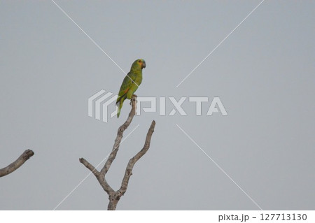 アオボウシインコ 127713130