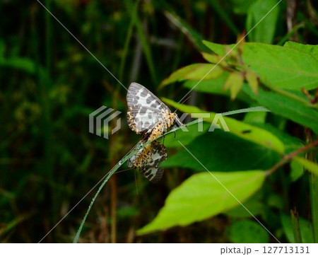 シロジマエダシャクの交尾シーンと自然の草むら シロジマエダシャクの交尾シーンと自然の草むら 127713131