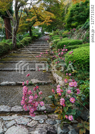 善峯寺の参道に咲く秋明菊 127713182