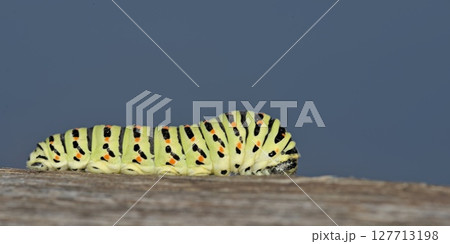 Swallowtail - Papilio machaon larva  127713198