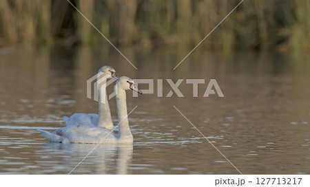 Mute Swan - Cygnus olor, Crete  127713217