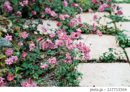 石畳に咲く秋明菊 127713504