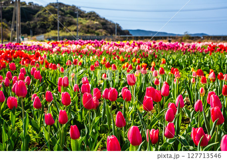 香焼チューリップまつり2025　【長崎市】 127713546