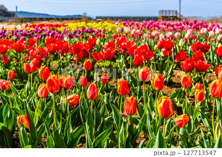 香焼チューリップまつり2025　【長崎市】 127713547