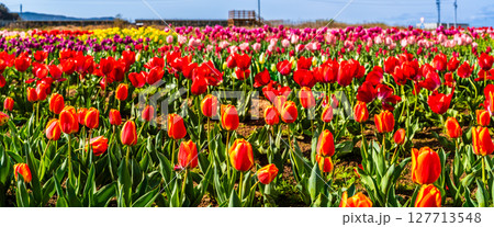 香焼チューリップまつり2025　パノラマ　【長崎市】 127713548