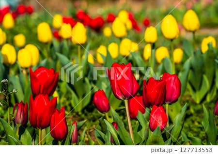 香焼チューリップまつり2025　【長崎市】 127713558