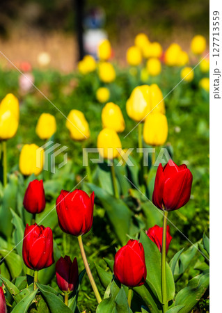 香焼チューリップまつり2025 【長崎市】 香焼チューリップまつり2025 【長崎市】 127713559
