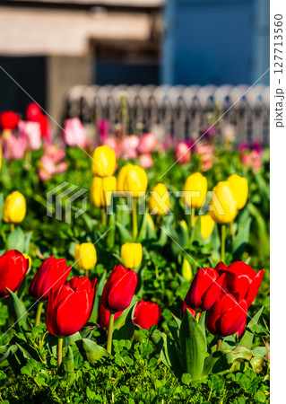 香焼チューリップまつり2025　【長崎市】 127713560