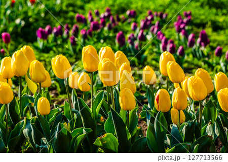 香焼チューリップまつり2025　【長崎市】 127713566