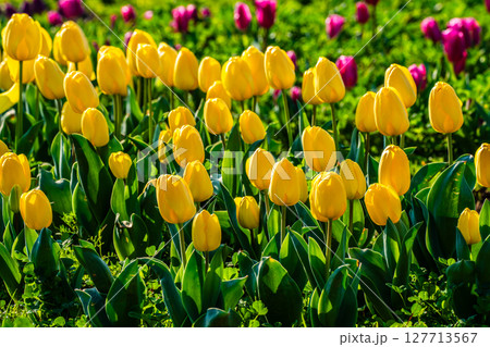 香焼チューリップまつり2025　【長崎市】 127713567