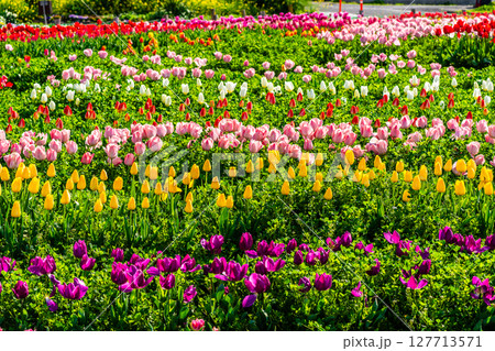 香焼チューリップまつり2025　【長崎市】 127713571